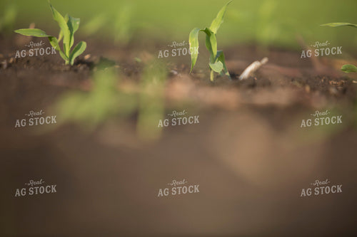 Corn - Early Growth 1054
