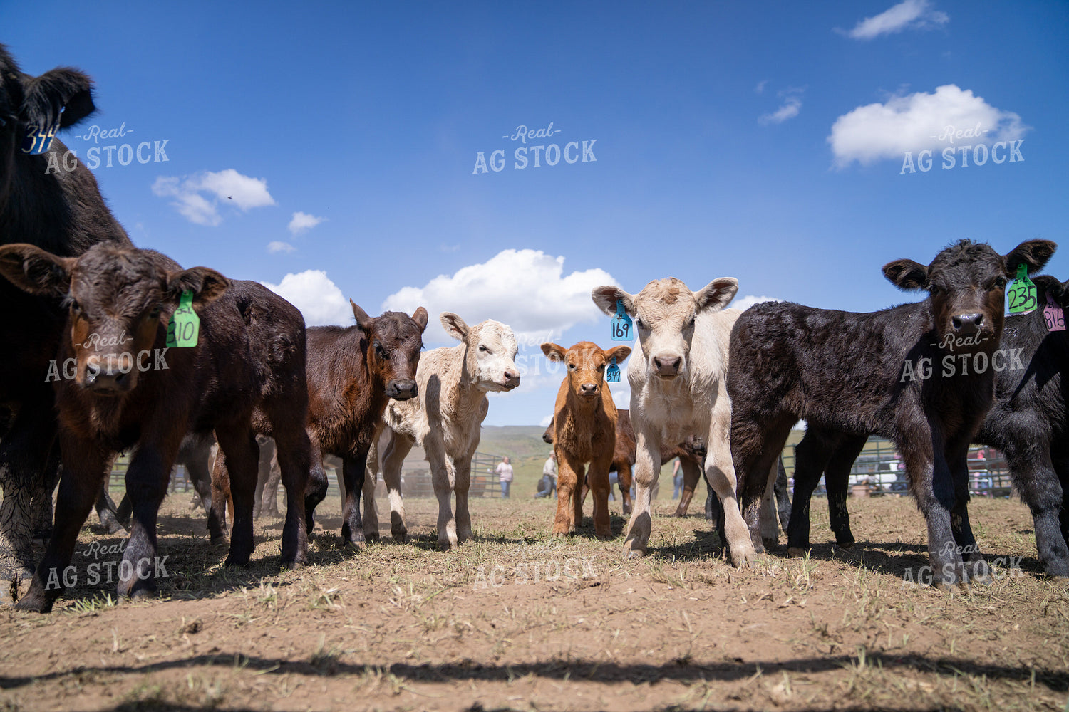 Group of Young Calves Standing in Open Pasture on Clear Sunny Day 65293