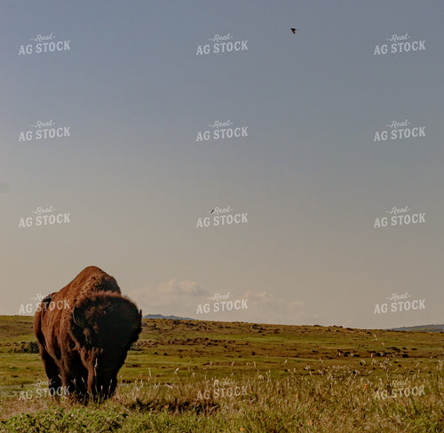 Bison on Pasture 283001