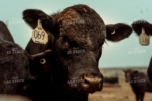 Angus Cattle 58151