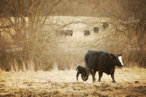 Cow/Calf Angus 2
