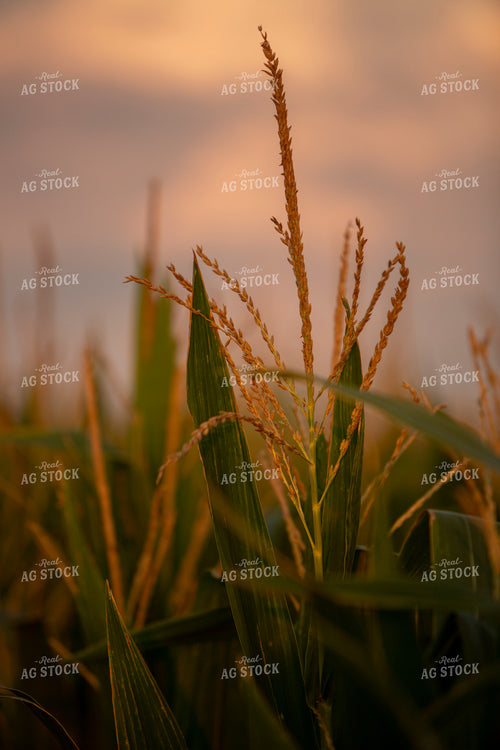 Corn - Mid-Season 2283