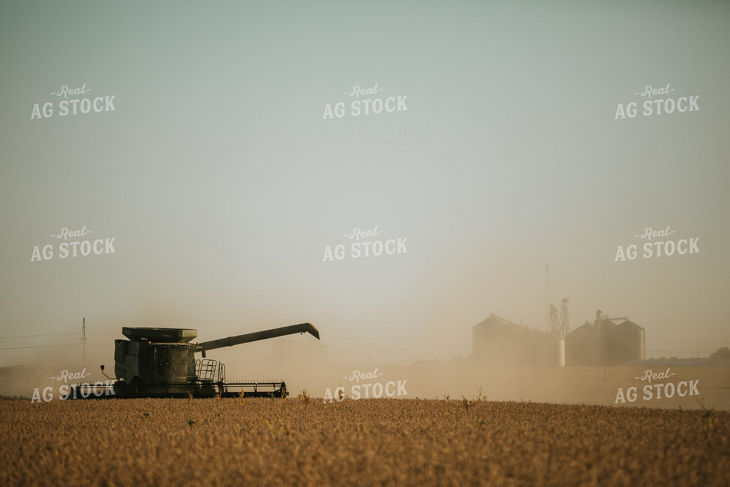 Combine Cutting Soybeans with Grain Elevator in Background 4796