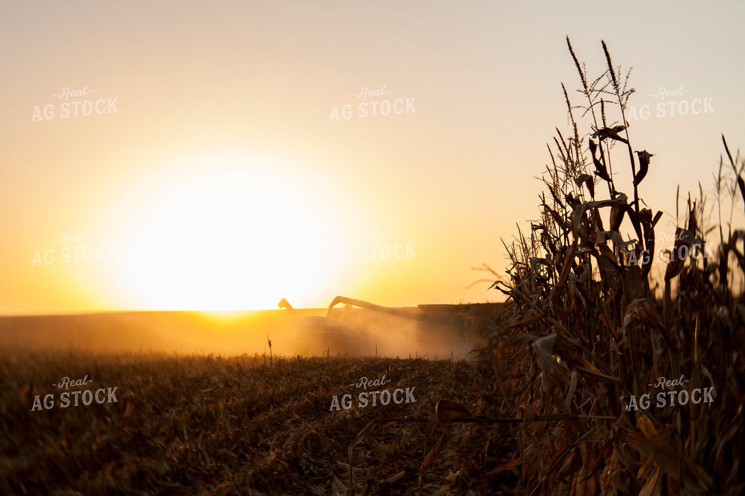 Corn - Dry 1350