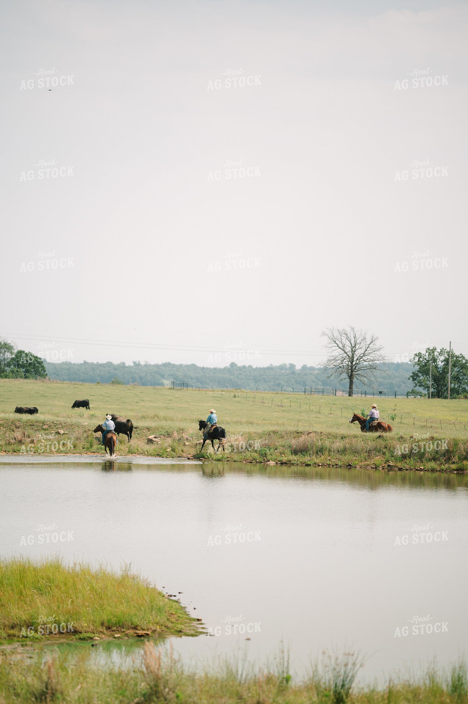 Ranchers Corral Cattle in Pasture Along Creek on Horseback 125143