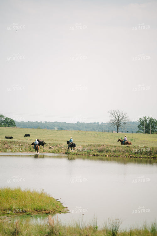 Ranchers Corral Cattle in Pasture Along Creek on Horseback 125143