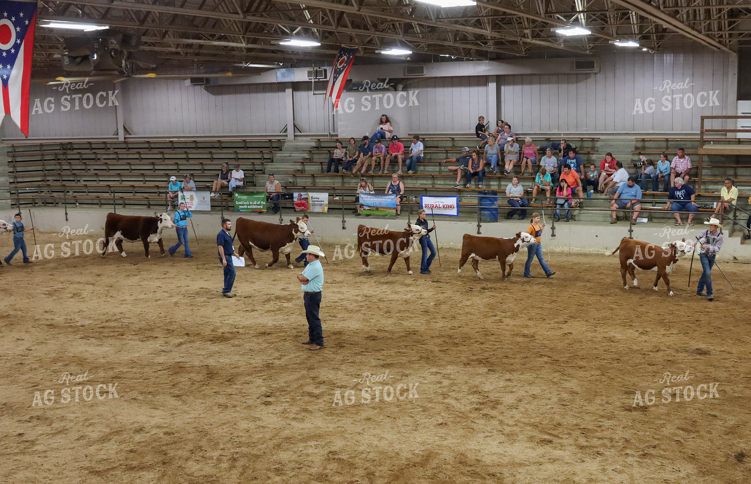 Showing Cattle 52247