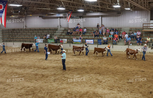Showing Cattle 52247