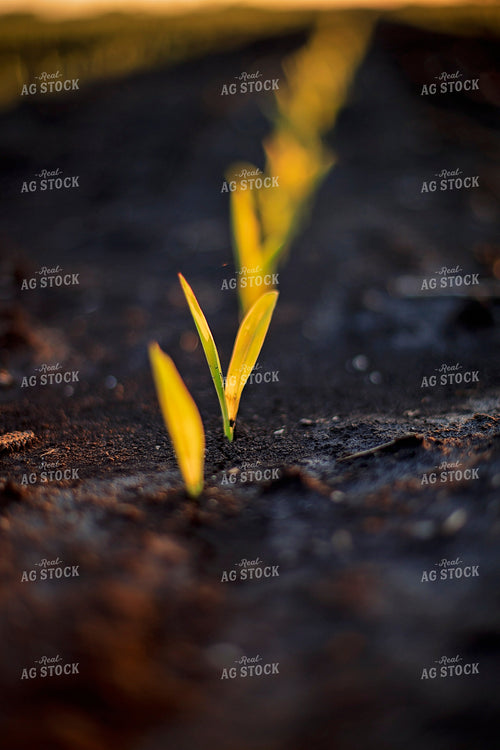Spring Corn 93160