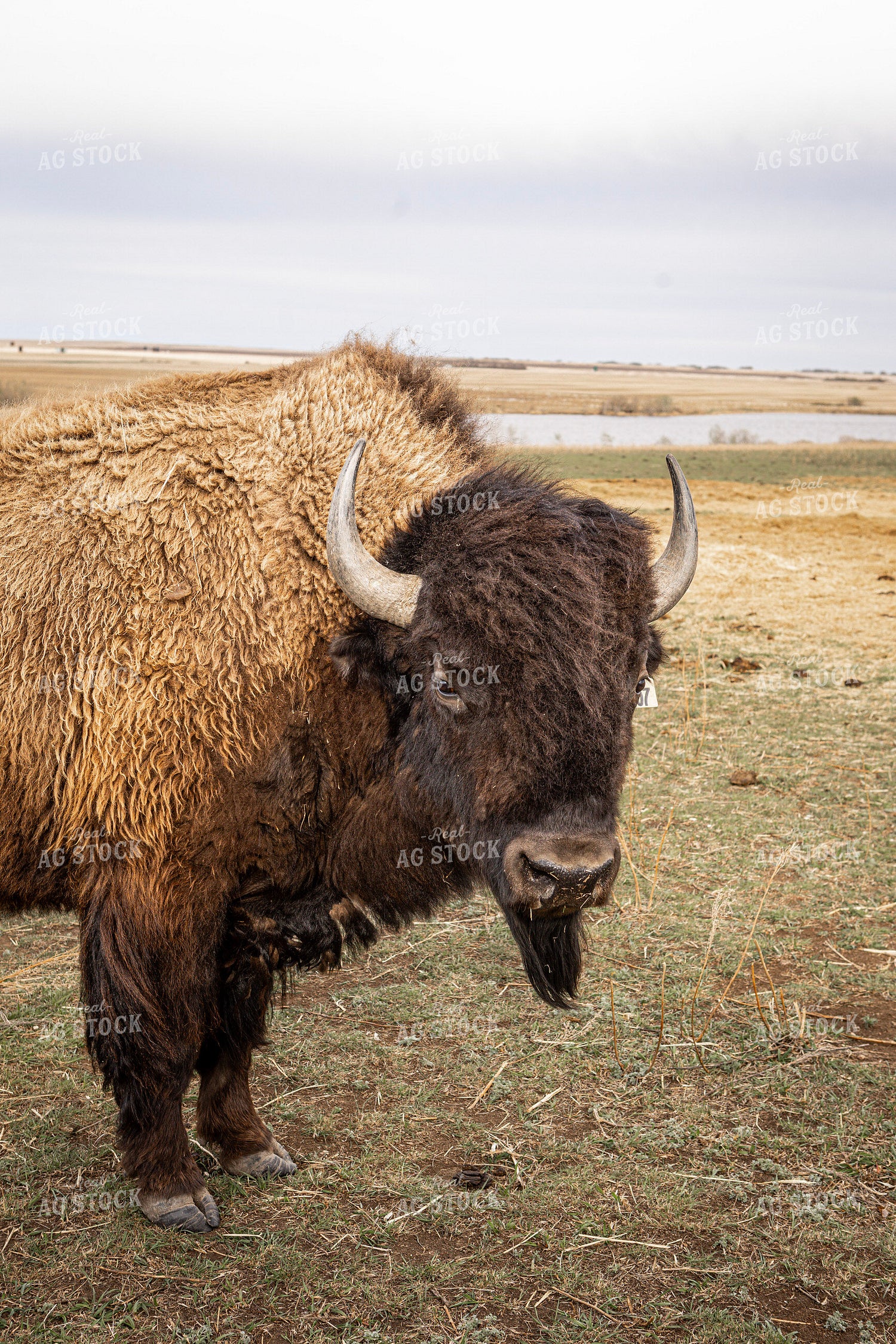 Bison 187119