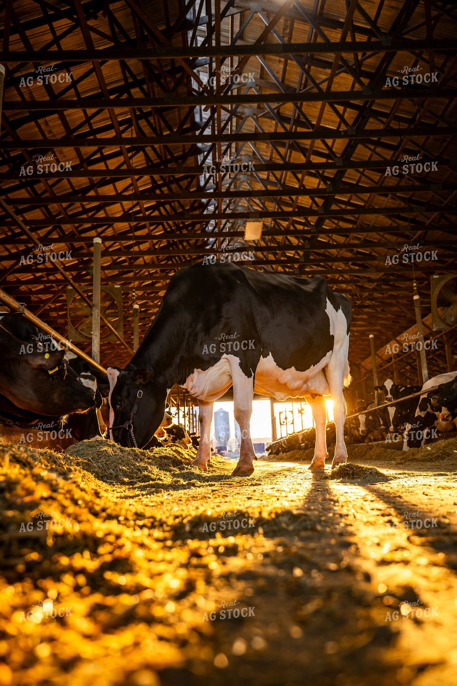 Holstein Cow in Freestall Barn 270304
