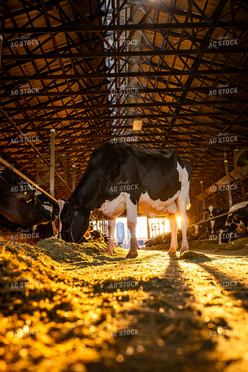 Holstein Cow in Freestall Barn 270304