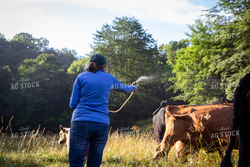 Cattle Producer Spraying Fly Spray 268412