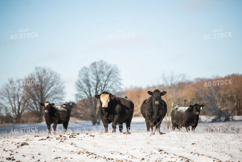 Cattle in Snowy Pasture 96024