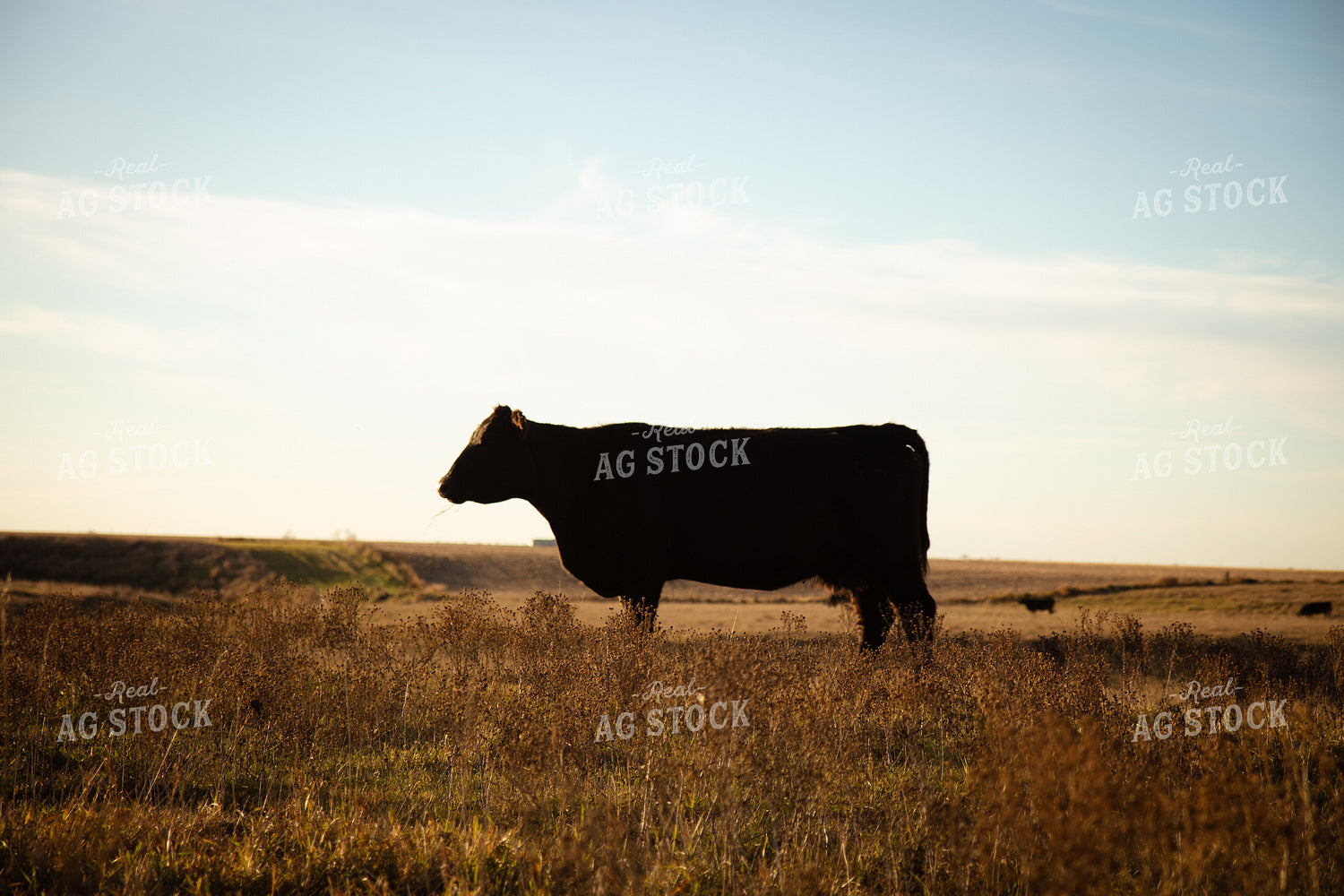 Cattle on Pasture 268242