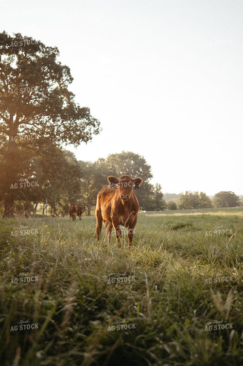 Angus Calves on Pasture 125335