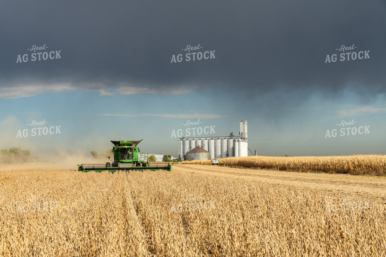 Soybean Harvest 65092