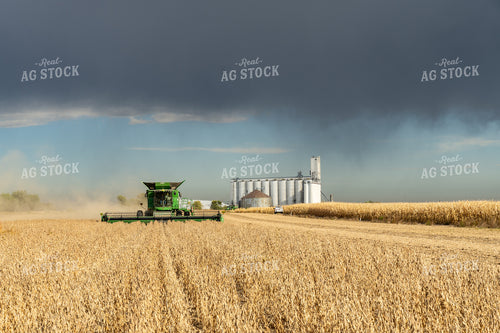 Soybean Harvest 65092