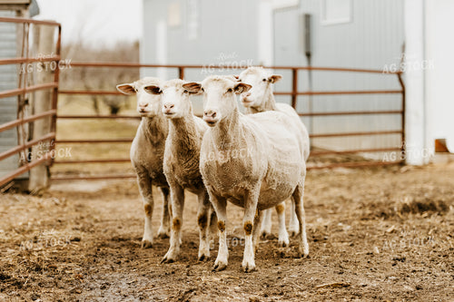 Sheep in Farmyard 68140