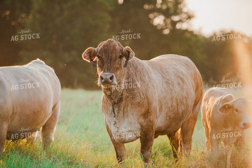 Cattle on Pasture 301049