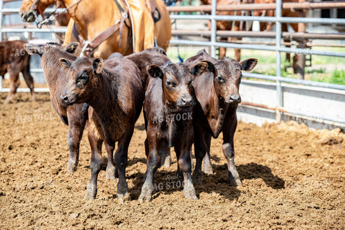 Calves 188118