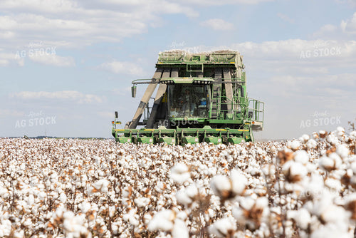 Cotton Harvest 79741