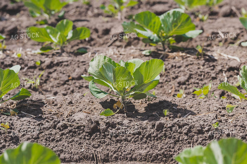 Cabbage Field 91026
