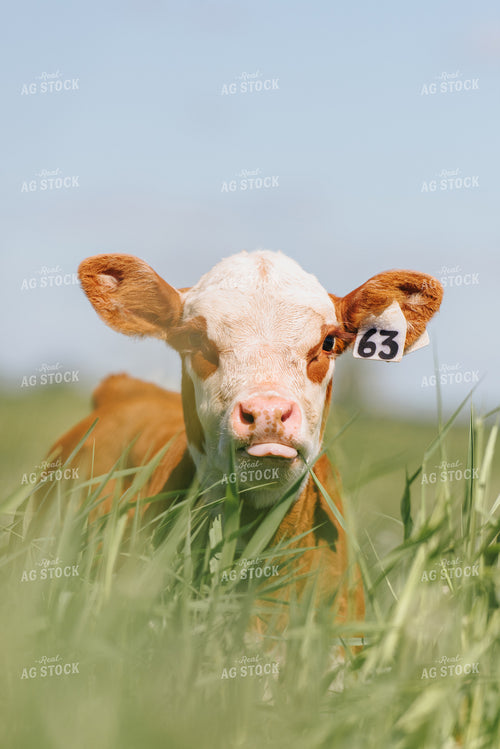 Hereford Calf in Pasture 68063