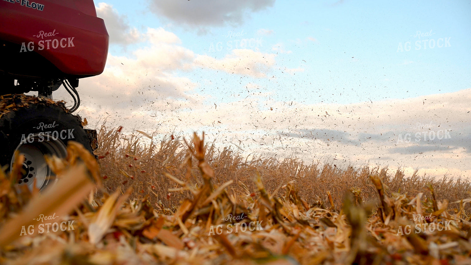 Corn Cobs and Chaff from Combine End 25656