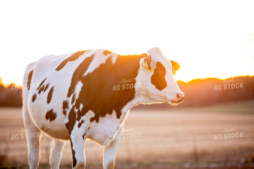Holstein Cattle 55286
