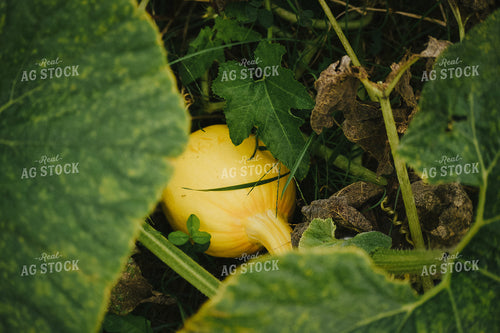 Yellow Pumpkin 106011