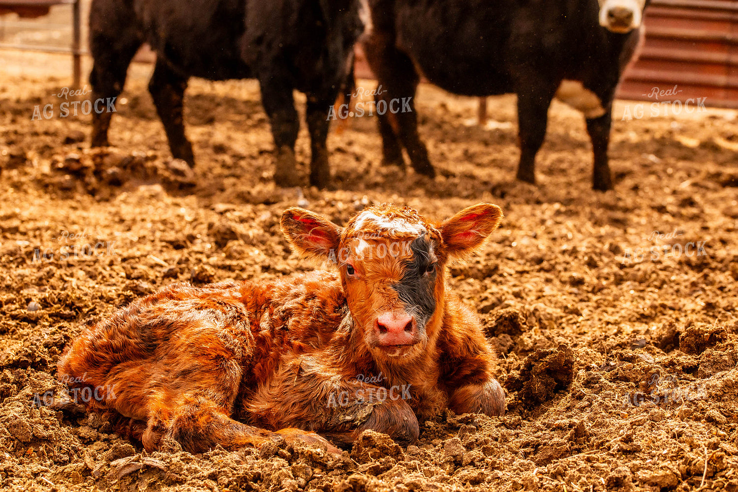 Crossbred Calf 299036