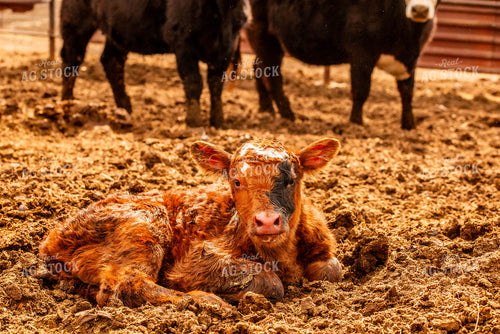 Crossbred Calf 299036