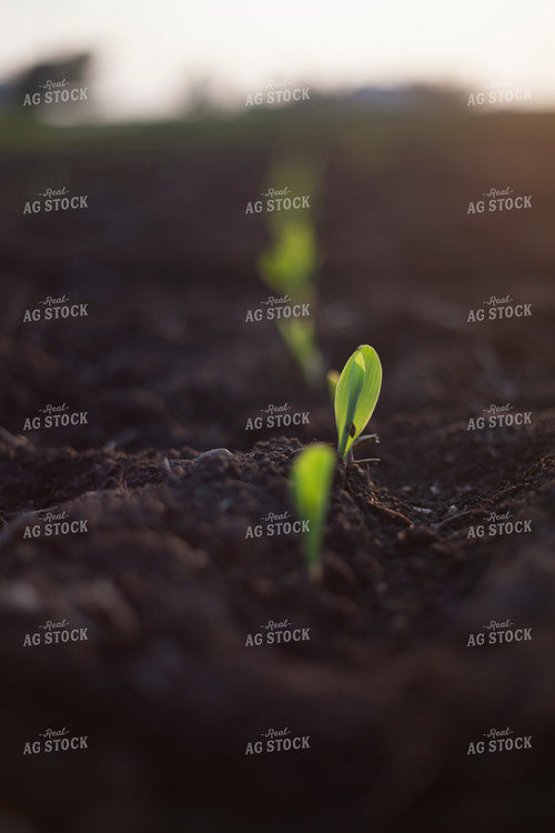 Corn - Early Growth 1143