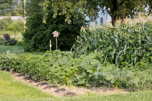 Garden 52303