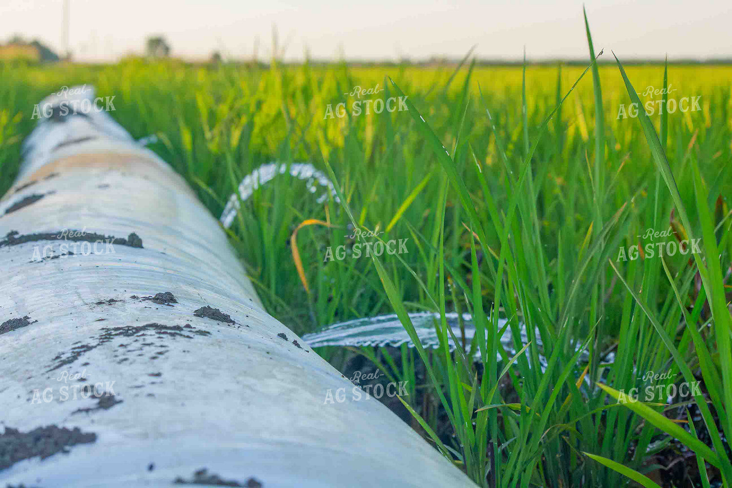 Rice Field Irrigation 291050