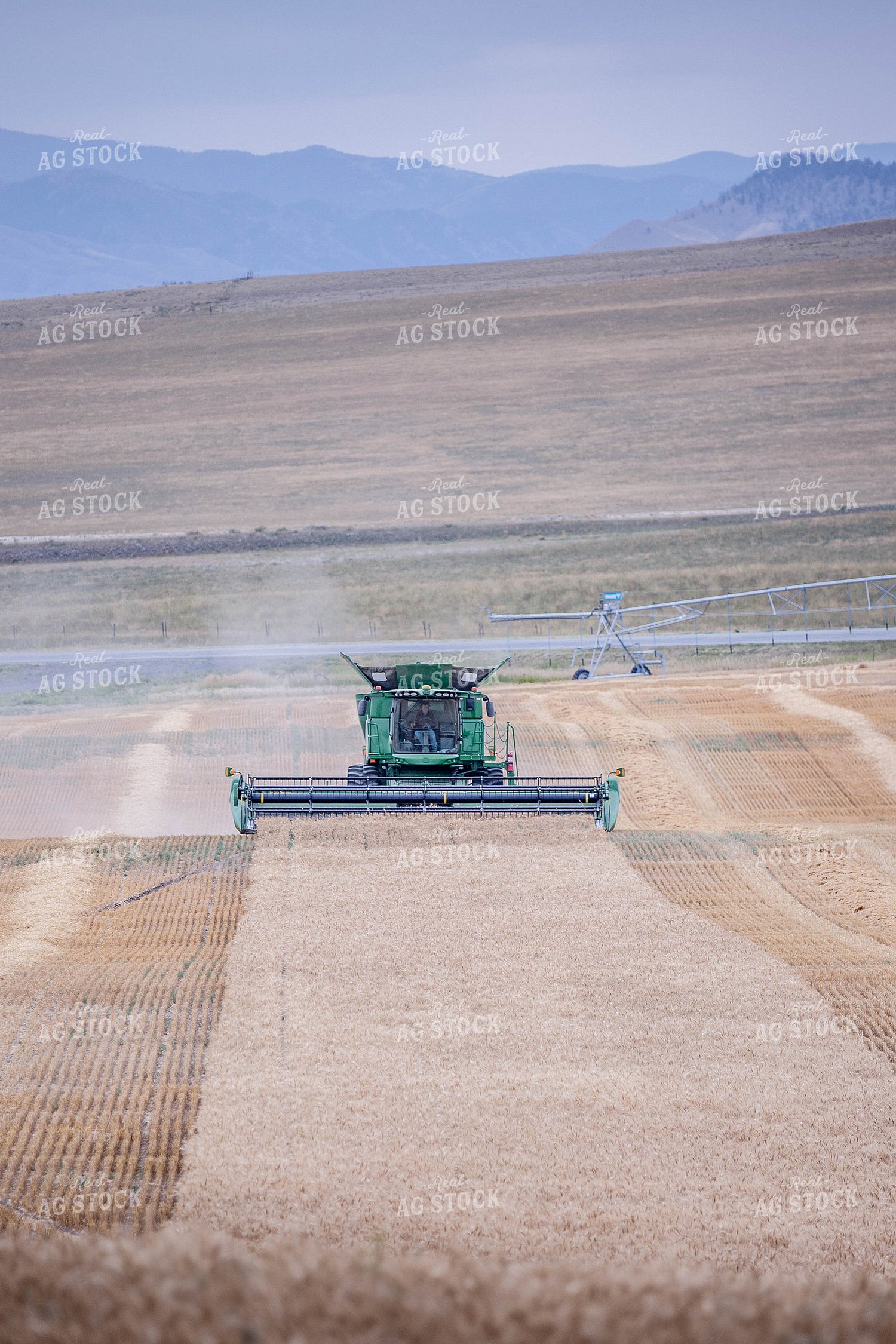 Wheat Harvest 81173