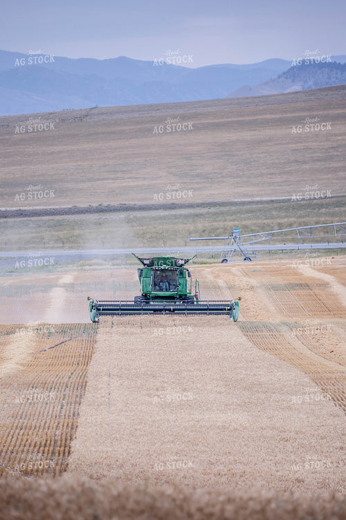 Wheat Harvest 81173