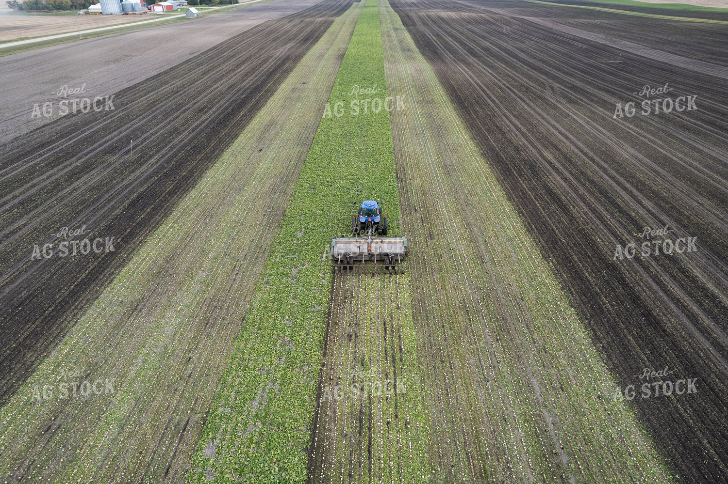 Sugar Beet Harvest 255038