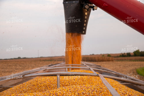 Grain Cart Unloading into Semi 25477