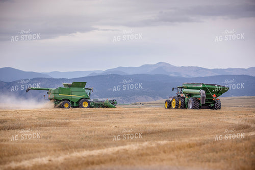 Wheat Harvest 81178