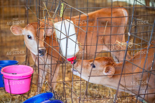 Guernsey Dairy Calfs 270568