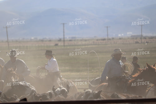 Working Cattle 102122