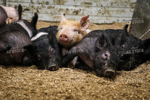 Hampshire Piglets 160013