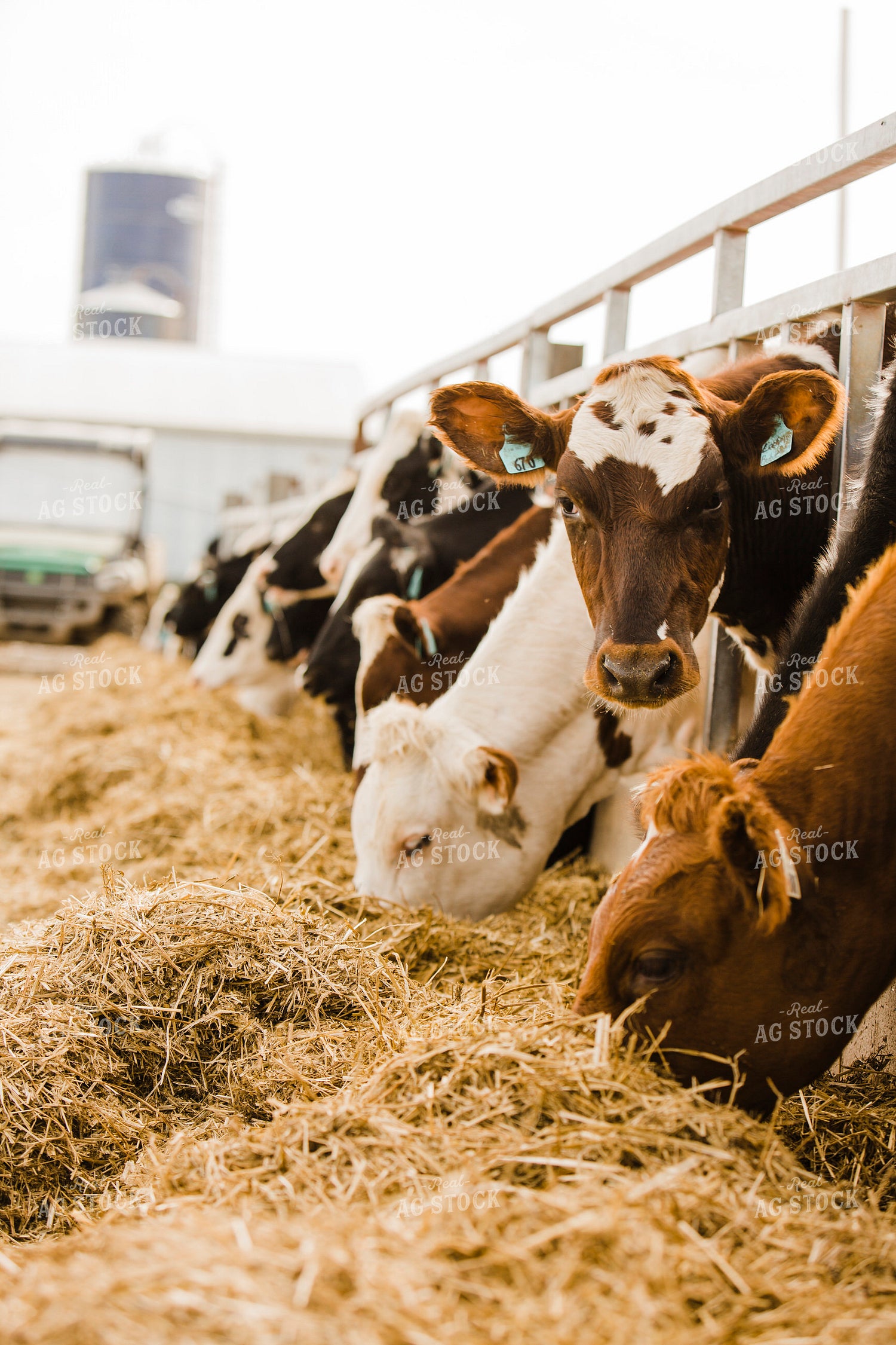 Dairy 2716