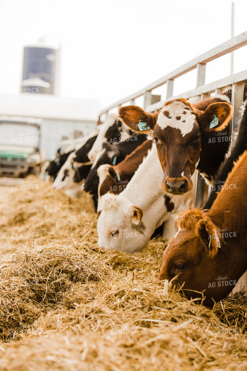 Dairy 2716