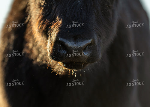 Cow Nose Close Up 264070