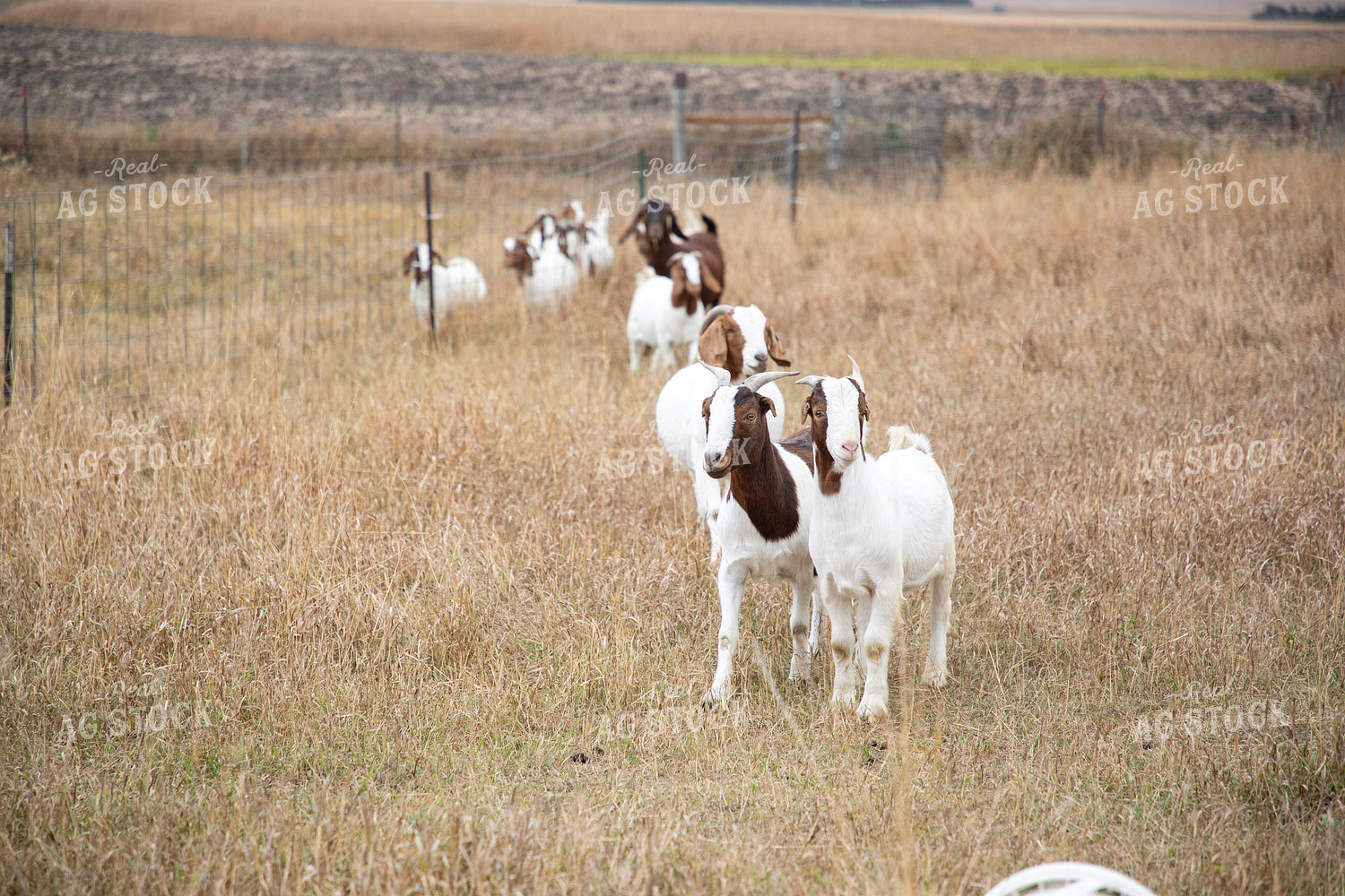 Goats 117120