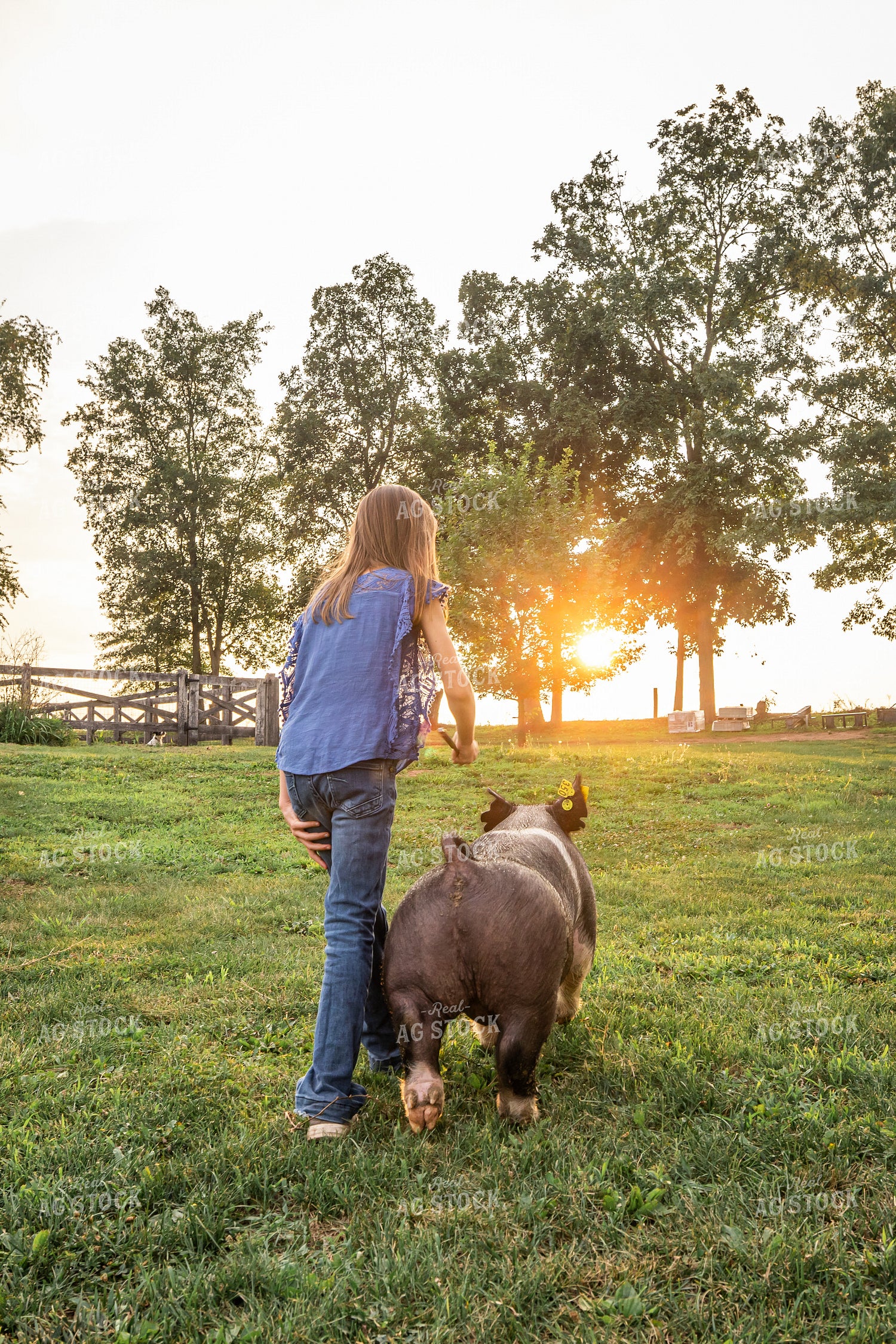 Farm Kid with Show Pig 270209