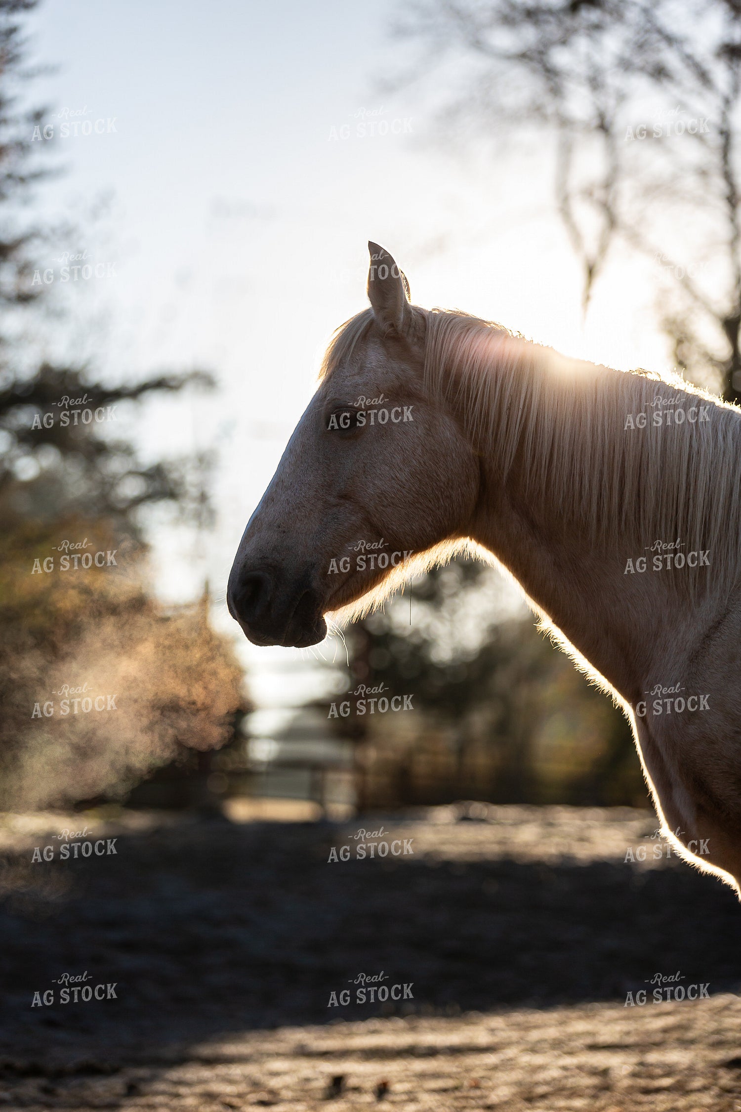 Horse 165001